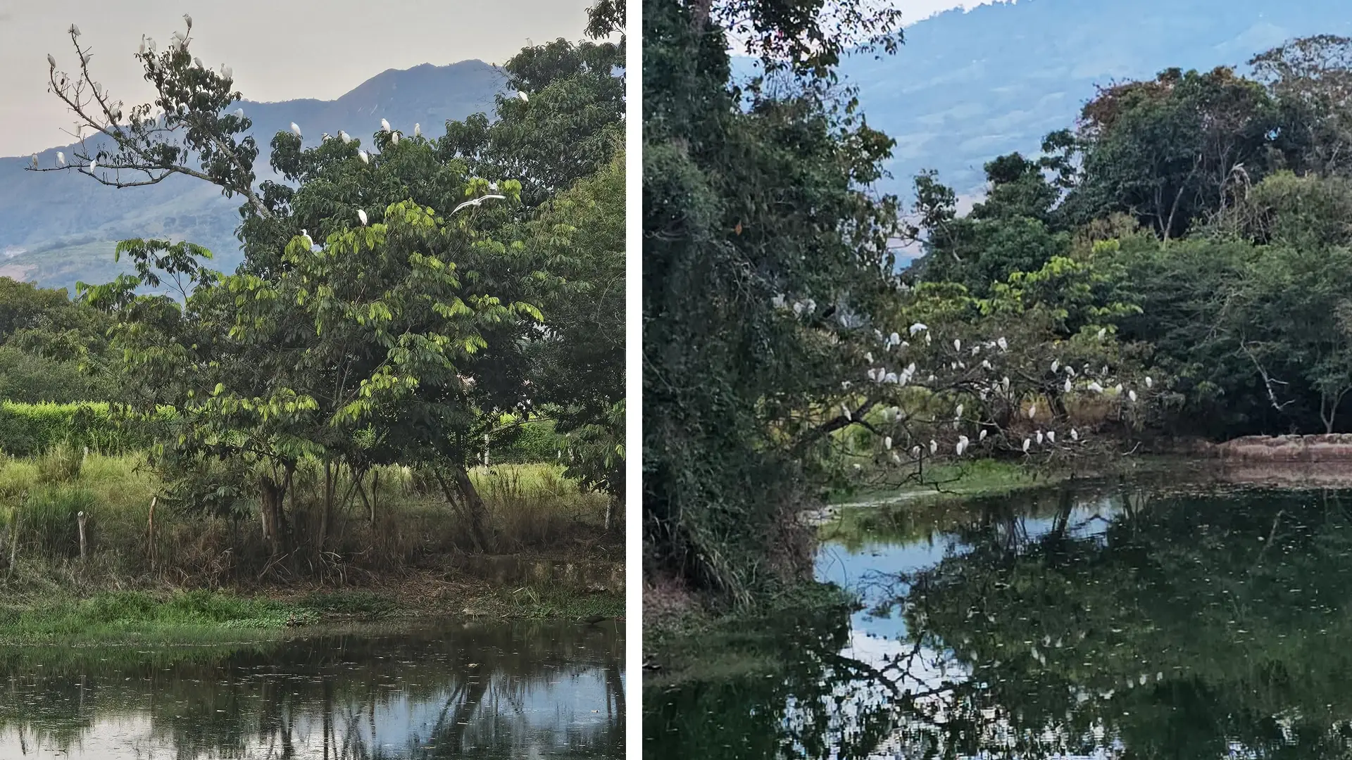 aves en aguas claras bamboo ecolodge