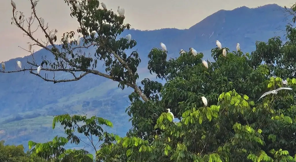 garzas en aguas claras bamboo ecolodge
